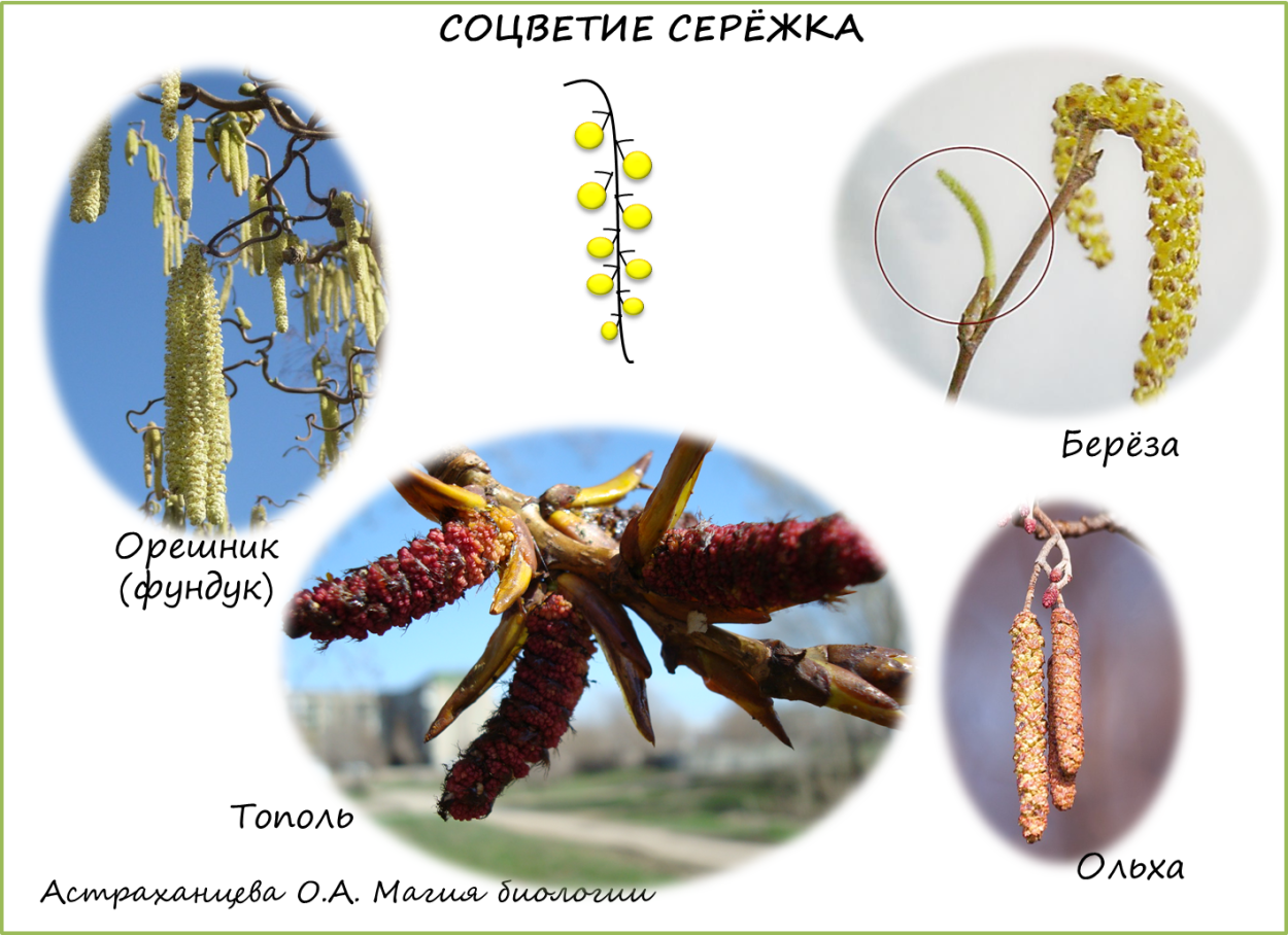 Типы соцветий 6 класс