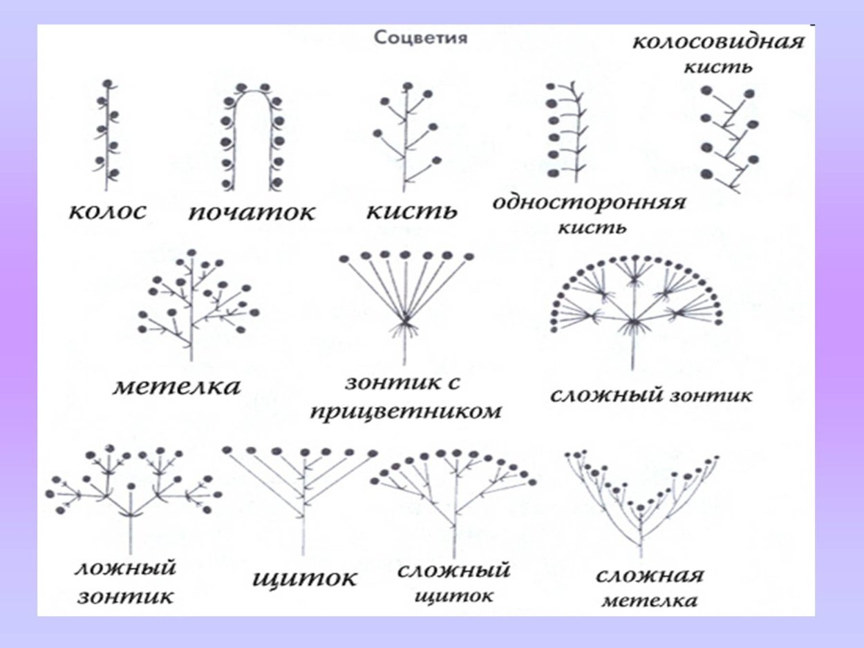 Типы соцветий таблица 6 класс