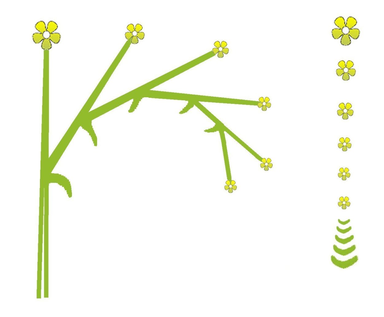 Монохазий дихазий плейохазий