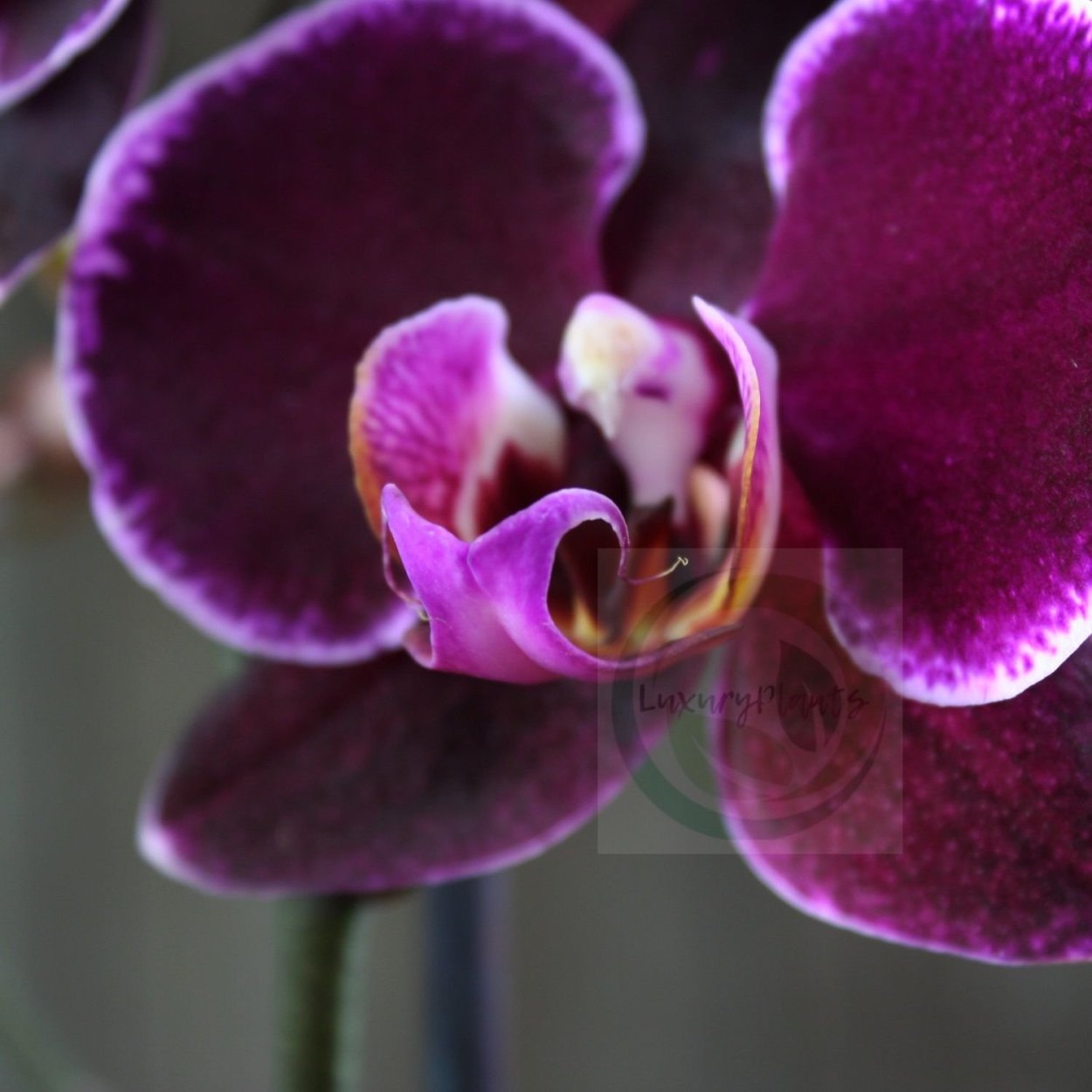 Орхидея Phalaenopsis Marillion