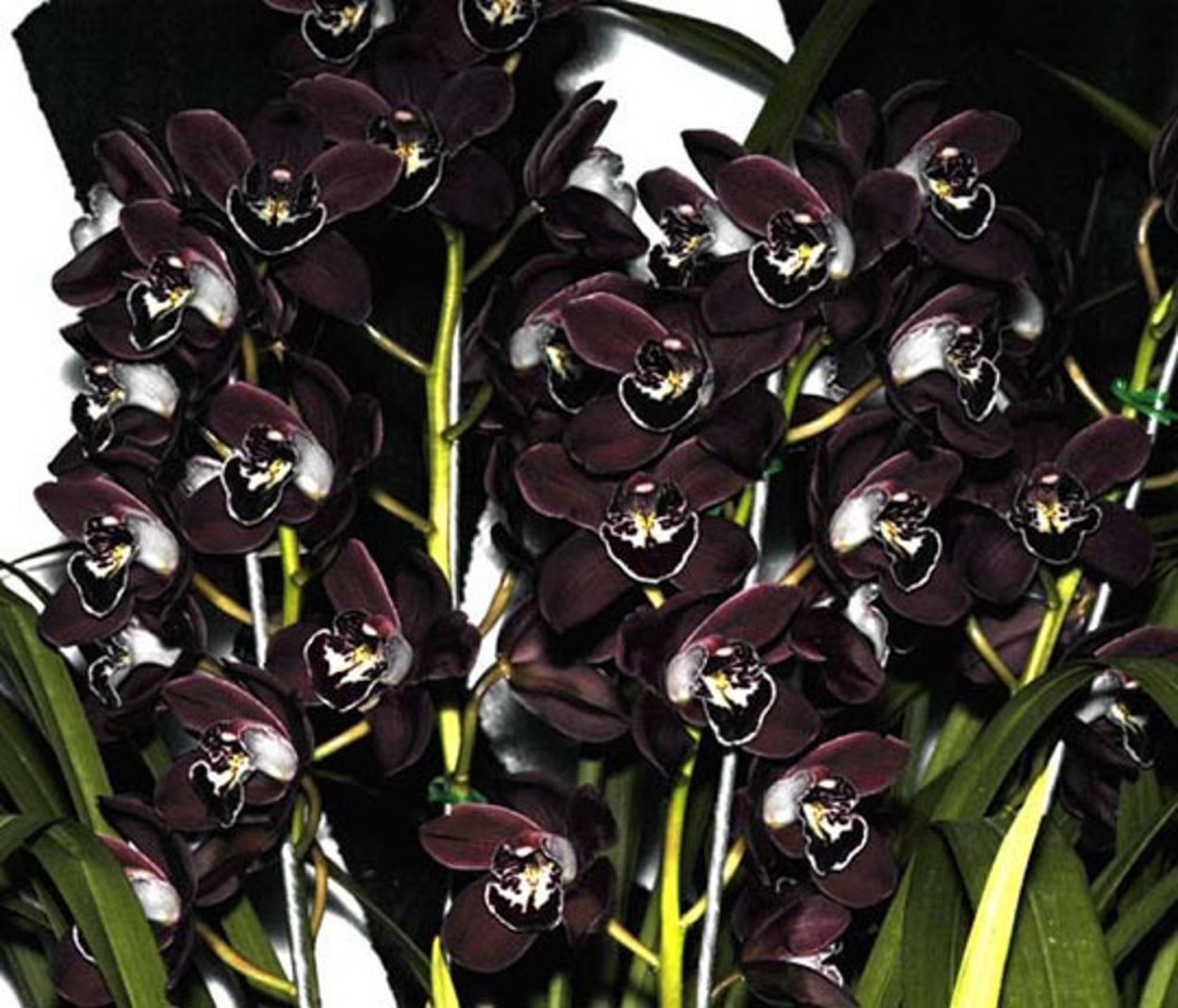 Чёрная Орхидея (Phalaenopsis Black)