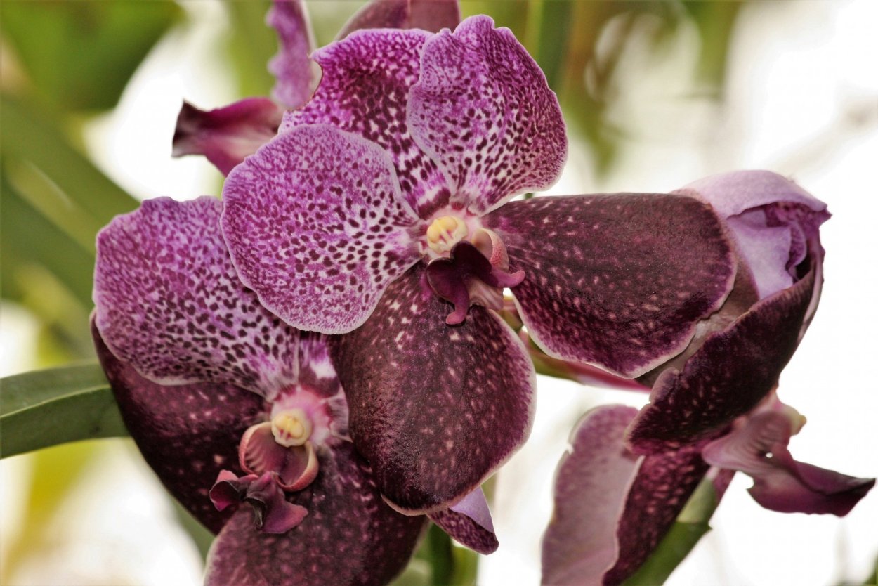 Орхидея Шэньчжэнь Нонгке (Shenzhen Nongke)