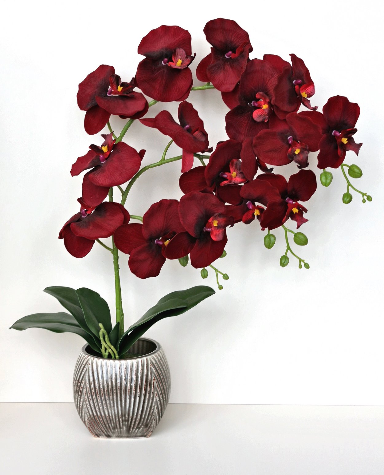Чёрная Орхидея (Phalaenopsis Black)