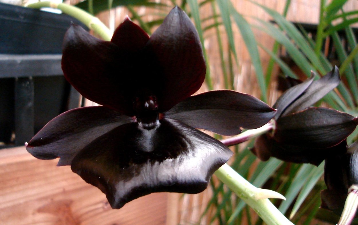 Орхидея Бургундия