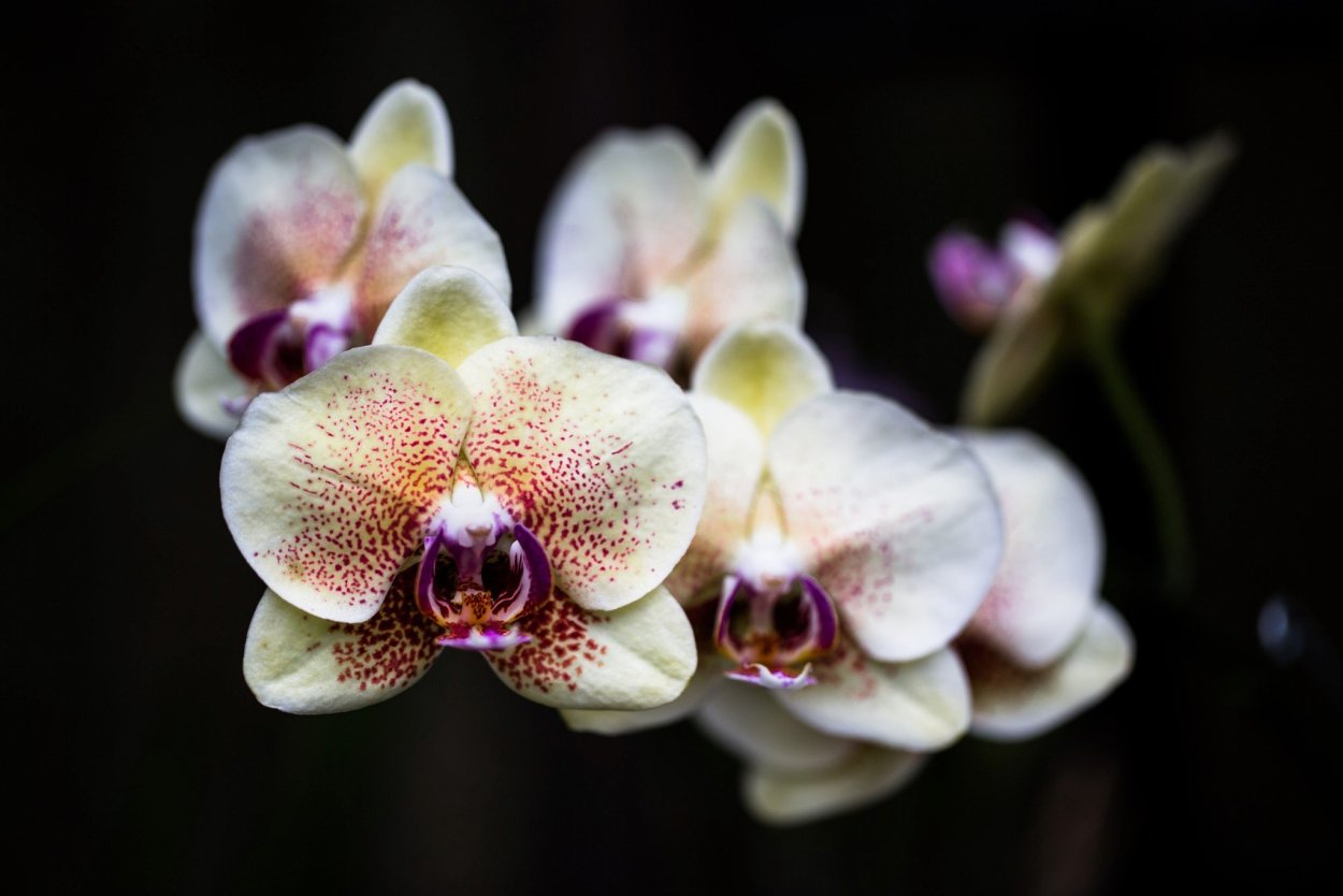 Орхидея Phalaenopsis Black Jack
