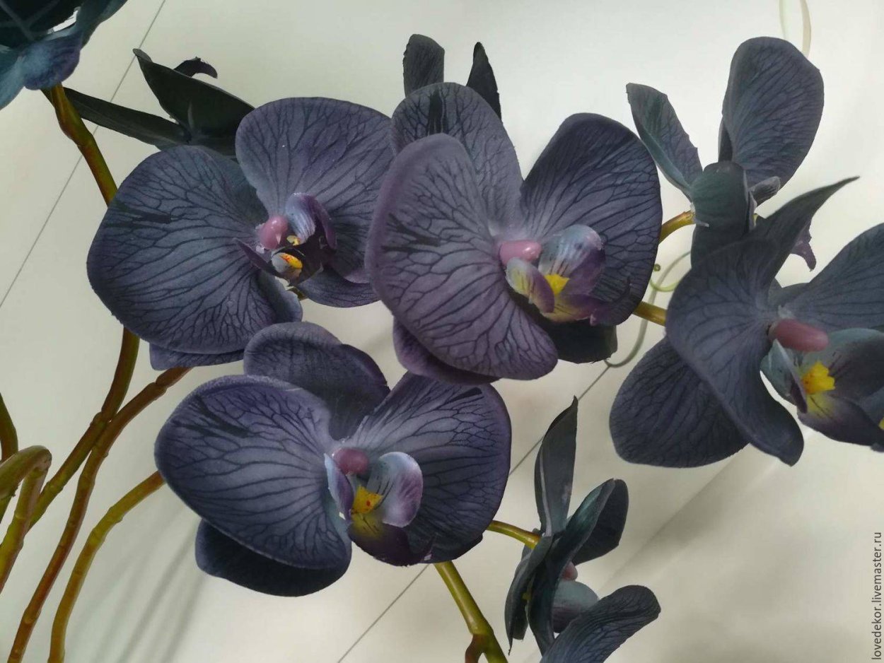 Black Cymbidium Faberi Orchid