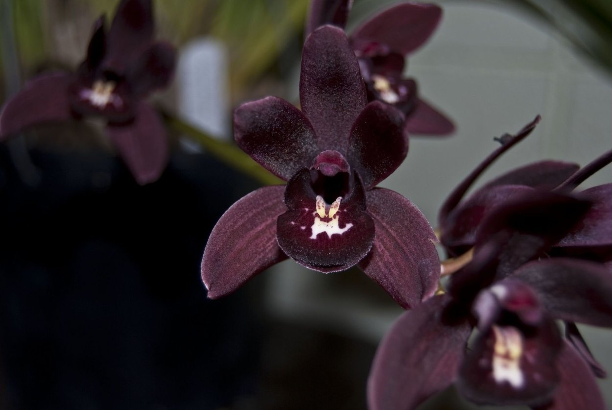 Фаленопсис Leopard Prince