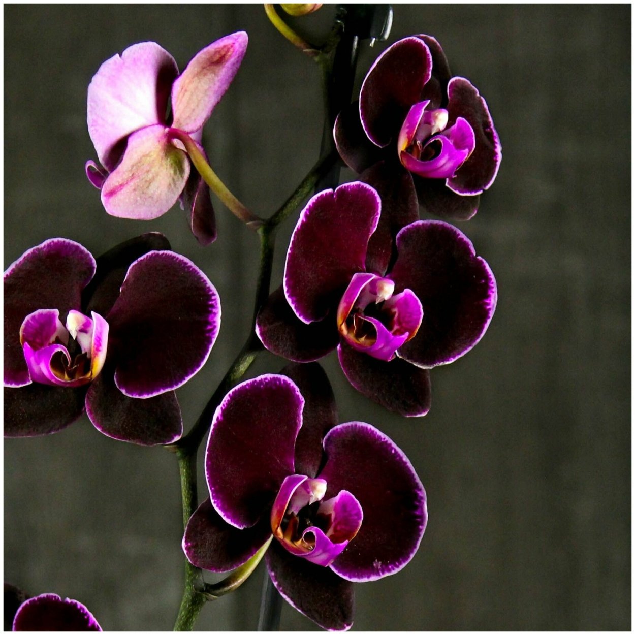 Черная Орхидея