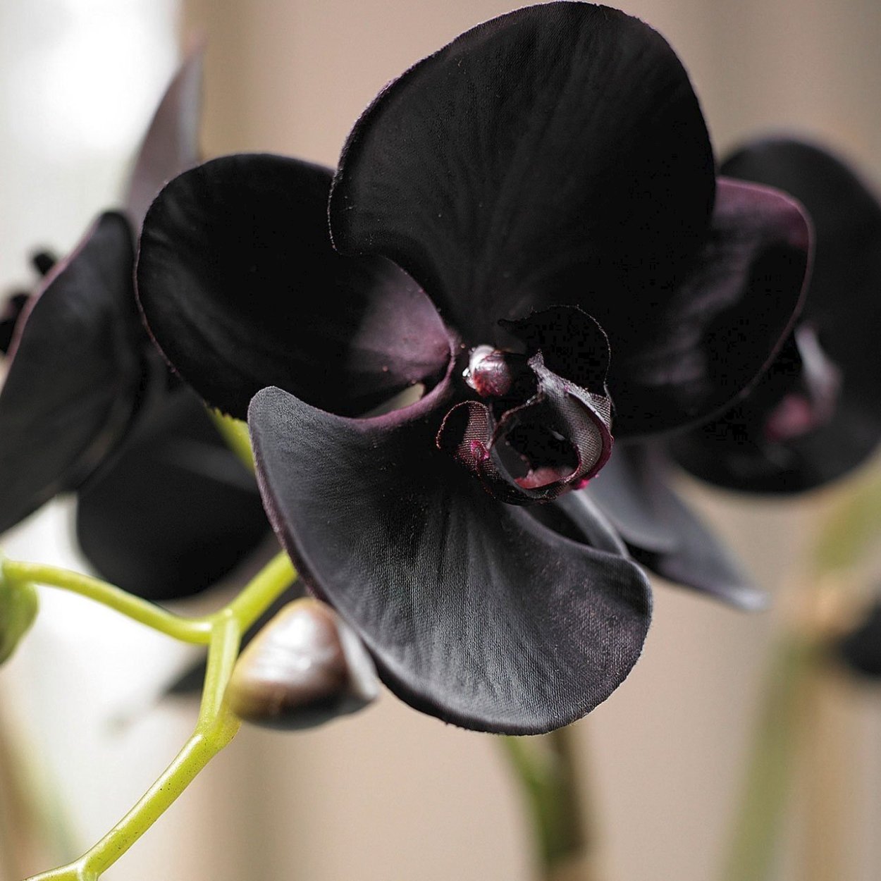 Фаленопсис Блэк Тревор