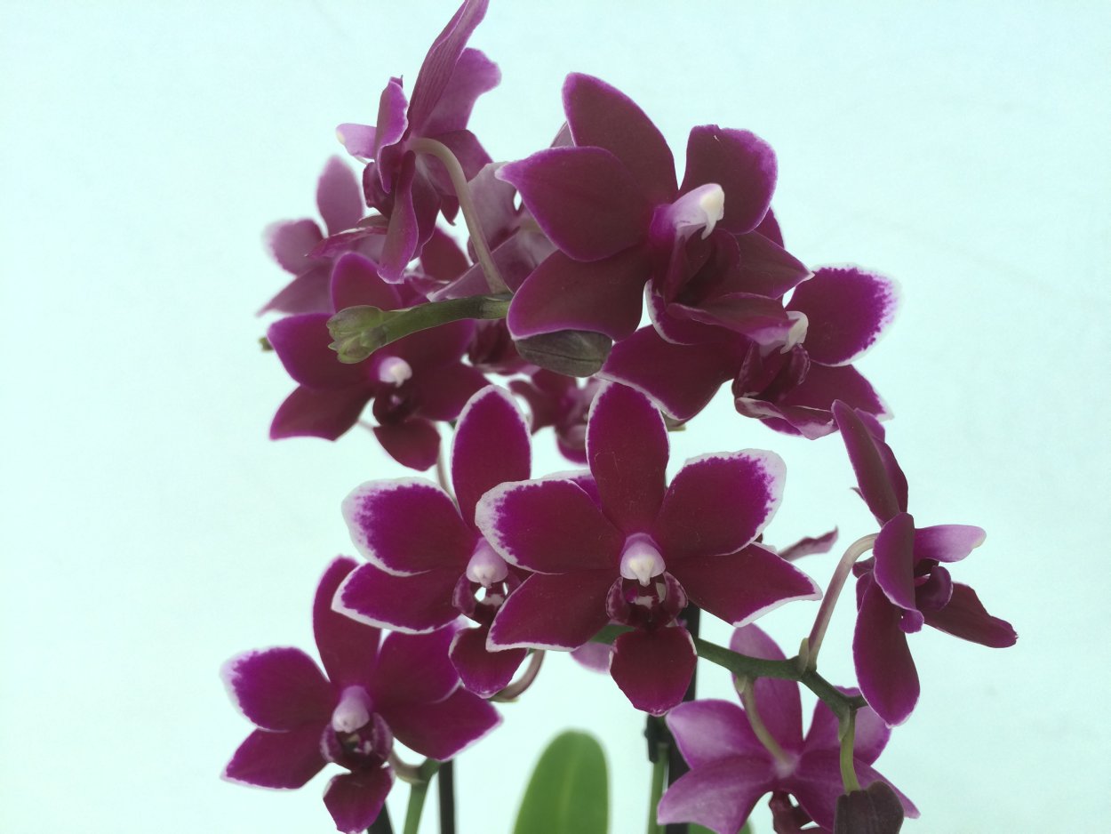 Фаленопсис Black Jack