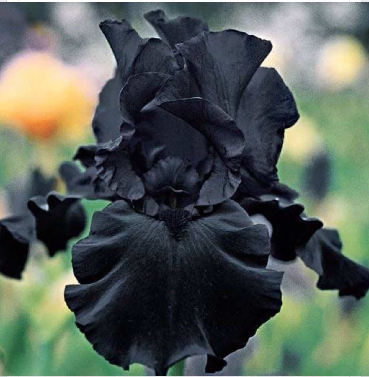 Фаленопсис Mei dar Prince