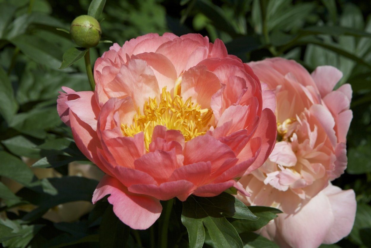 Paeonia (пион) Lowell Thomas