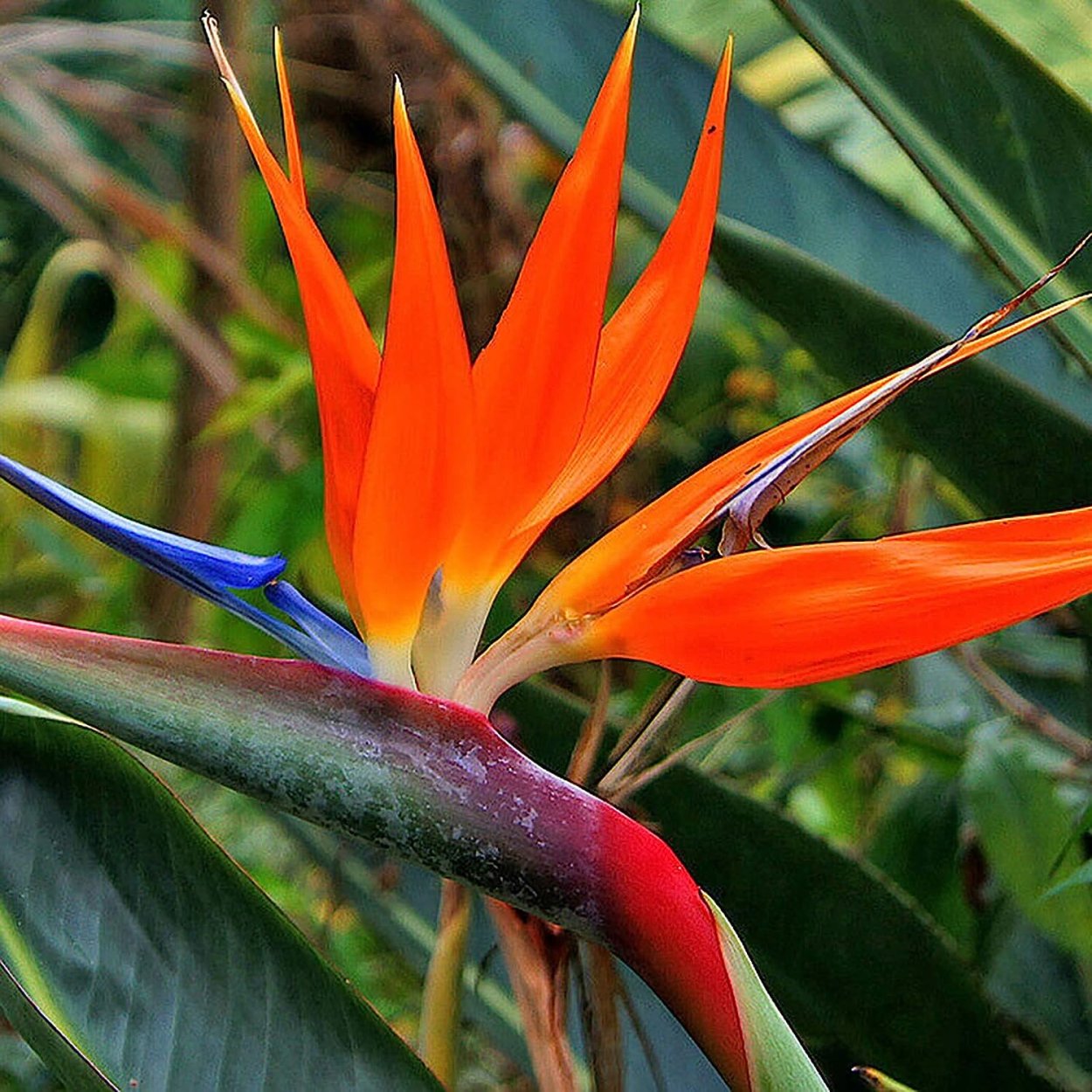 Стрелиция Королевская Райская птица