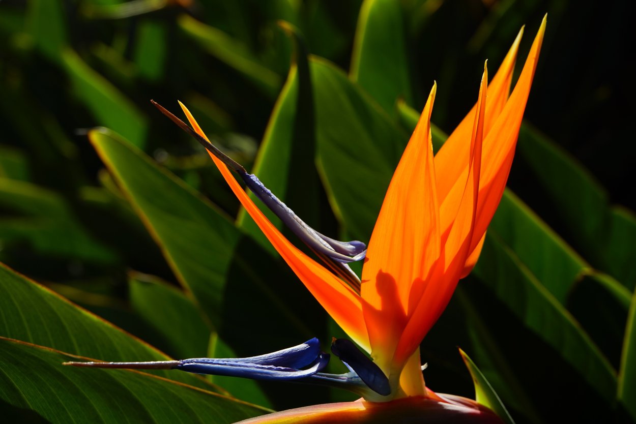 Strelitzia Reginae Стрелиция Королевская