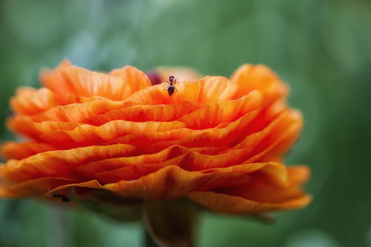 Оранжевые цветы