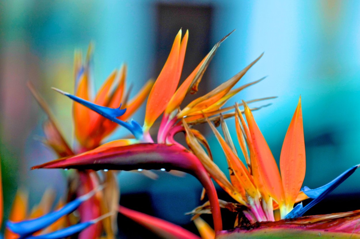 Экзотические цветы оранжевого цвета