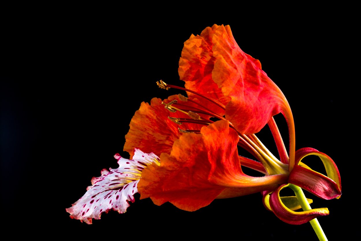 Passiflora оранжевая