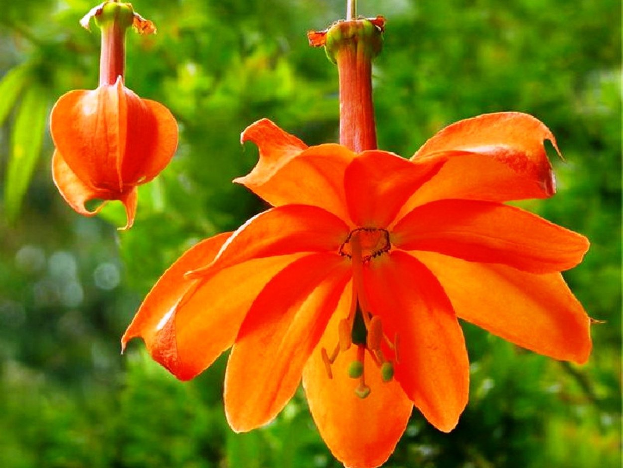 Красные экзотические цветы