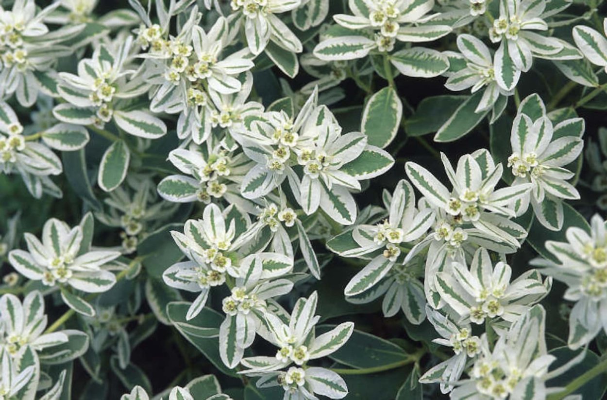 Букет невесты "полевой"