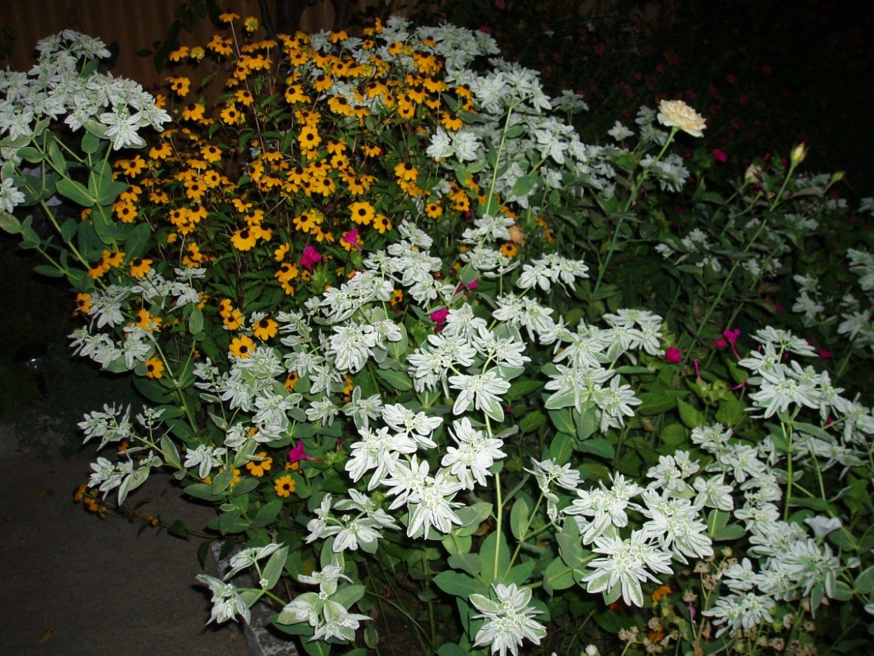 Ахиллея птармика ареал