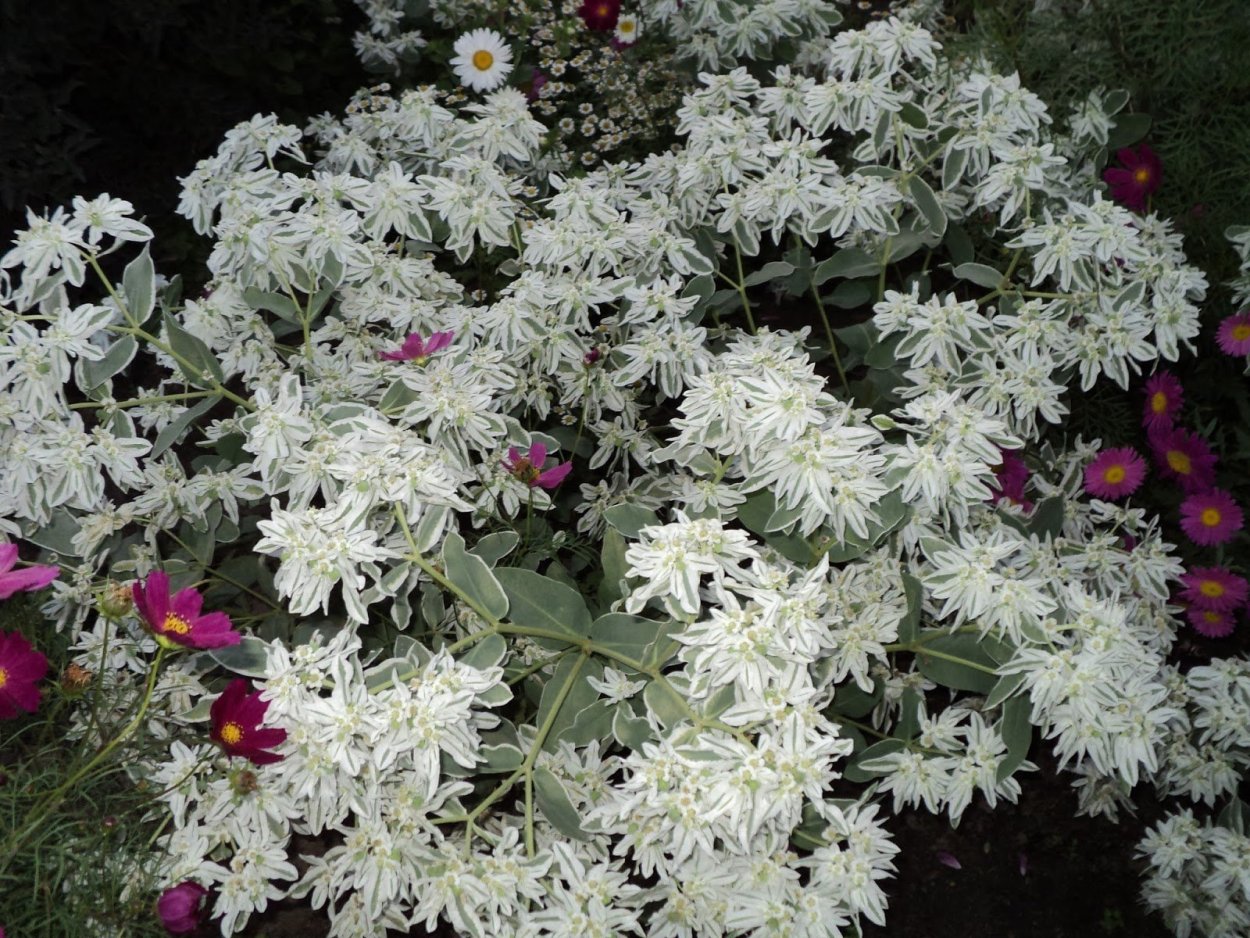 Букет невесты растрепыш