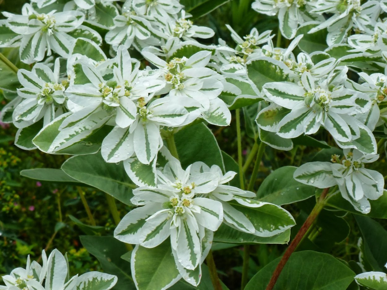 Молочай окаймленный (Маргината)