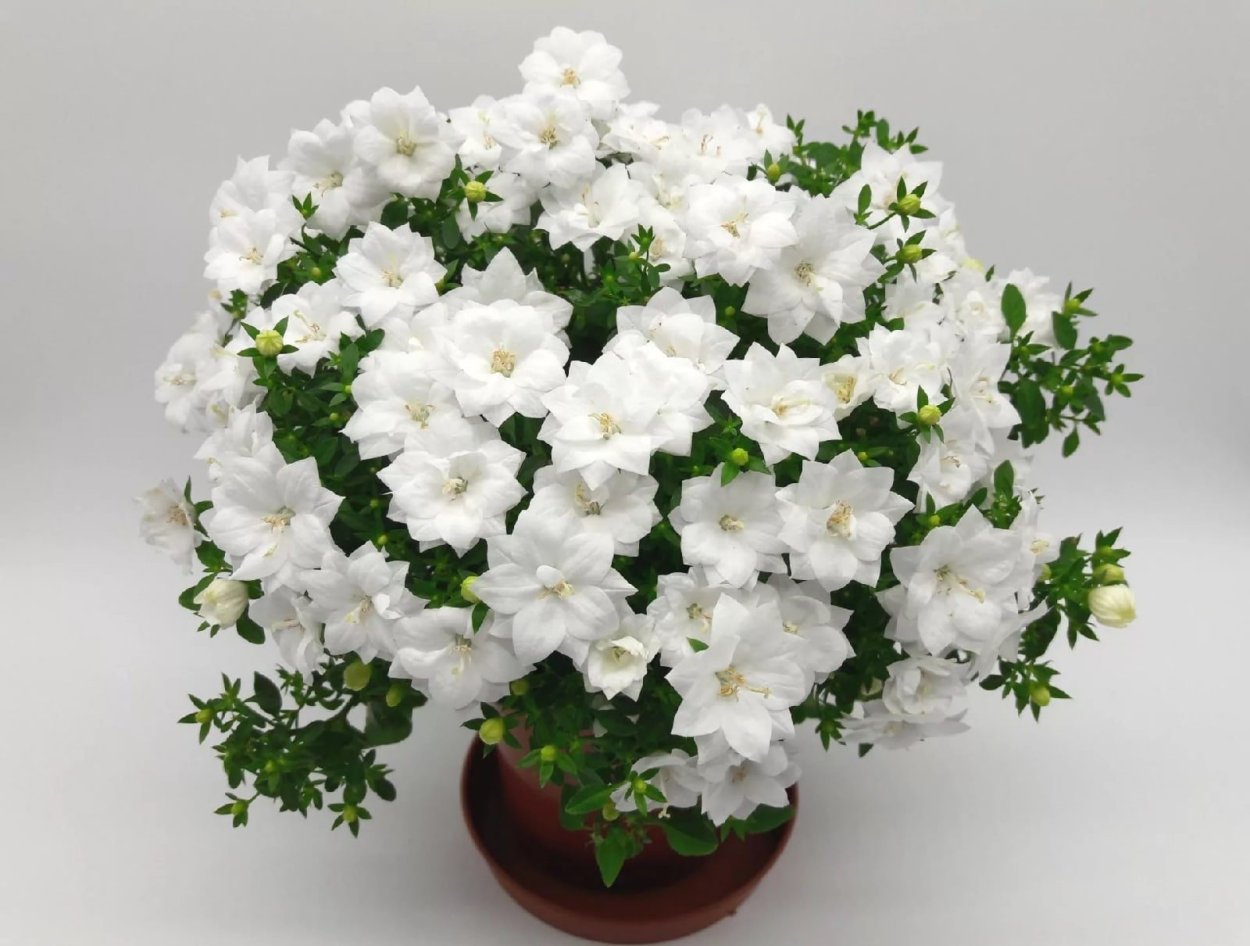 Кампанула Дублин Вайт