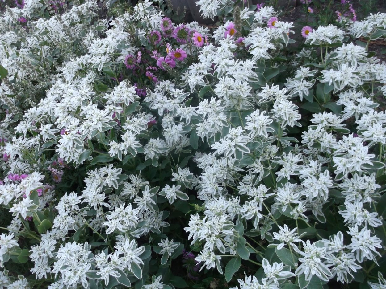 Кампанула Блауранка