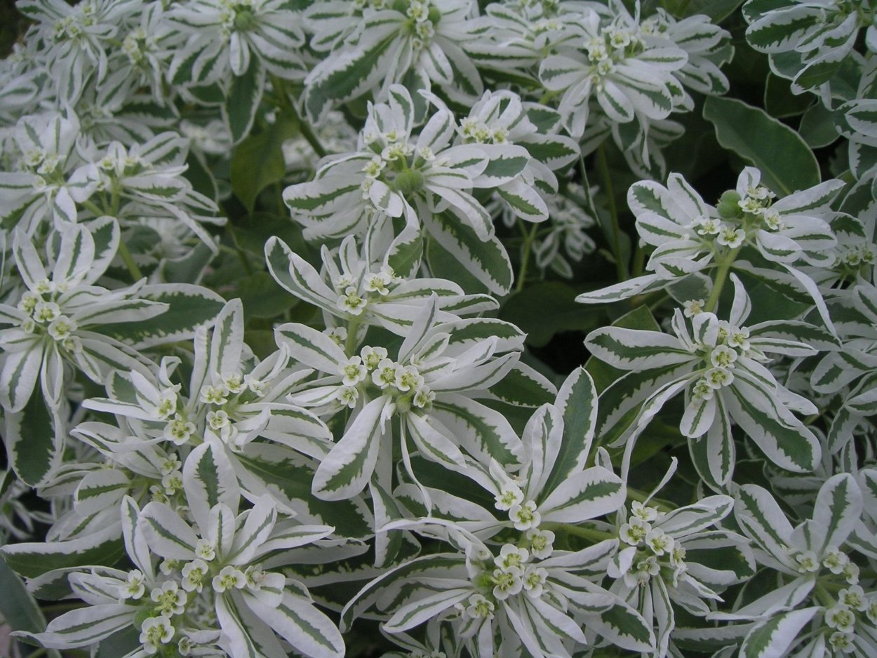 Молочай невеста букет