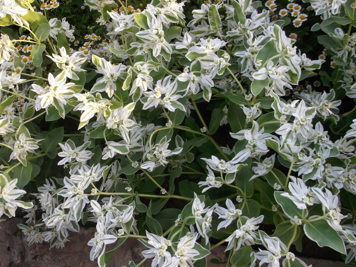 Красивые даты в 2019 году для свадьбы