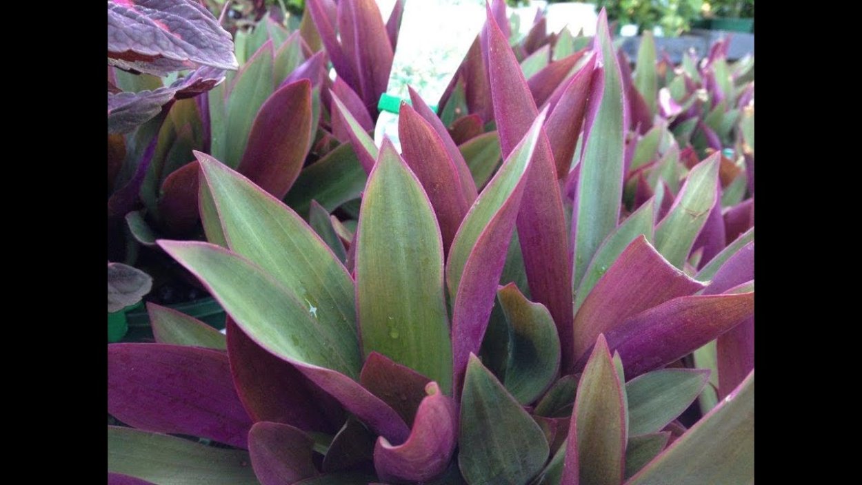 Традесканция покрывальчатая Рео