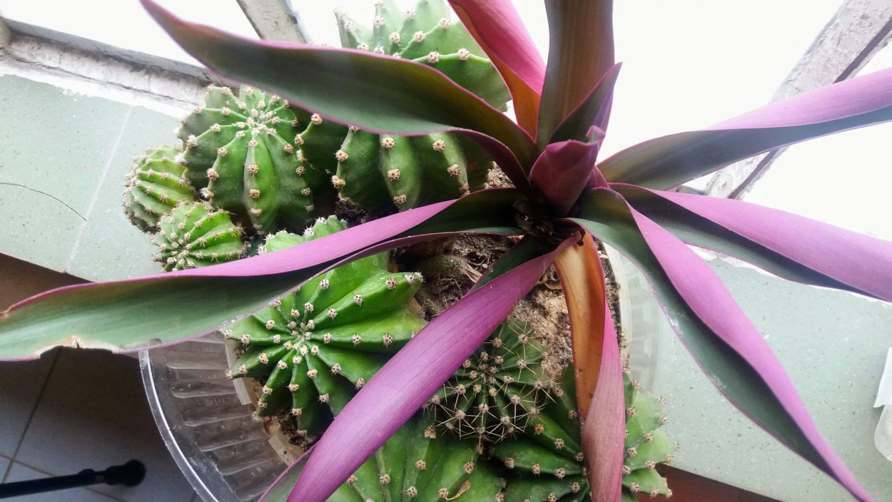 Пальма Рео растение