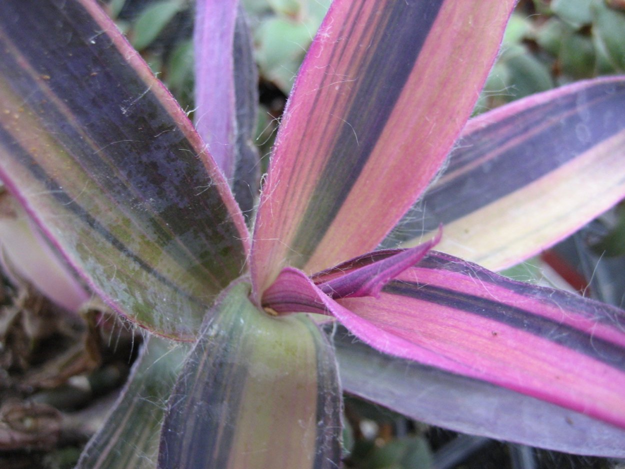 Традесканция Рео традесканция Рео