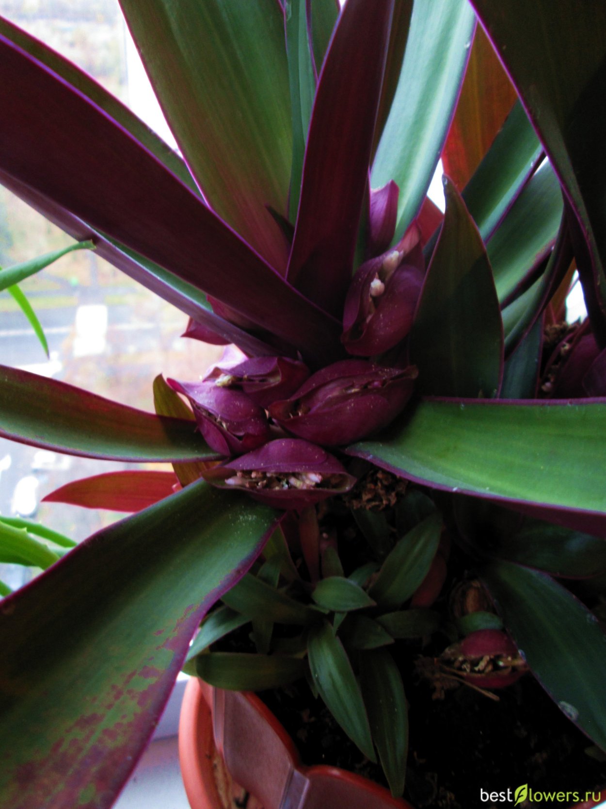 Традесканция покрывальчатая Рео