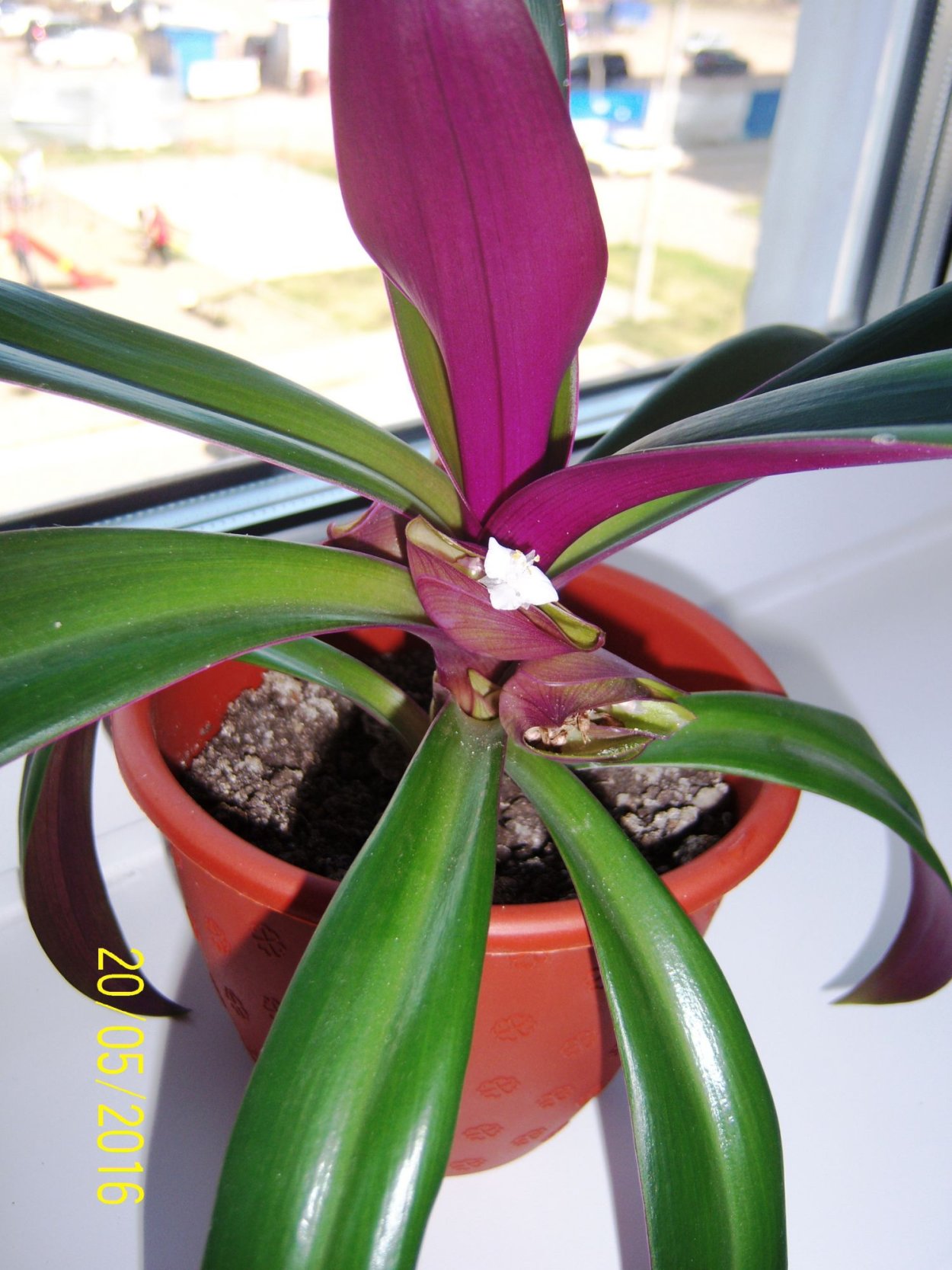 Белый Лотос Китай