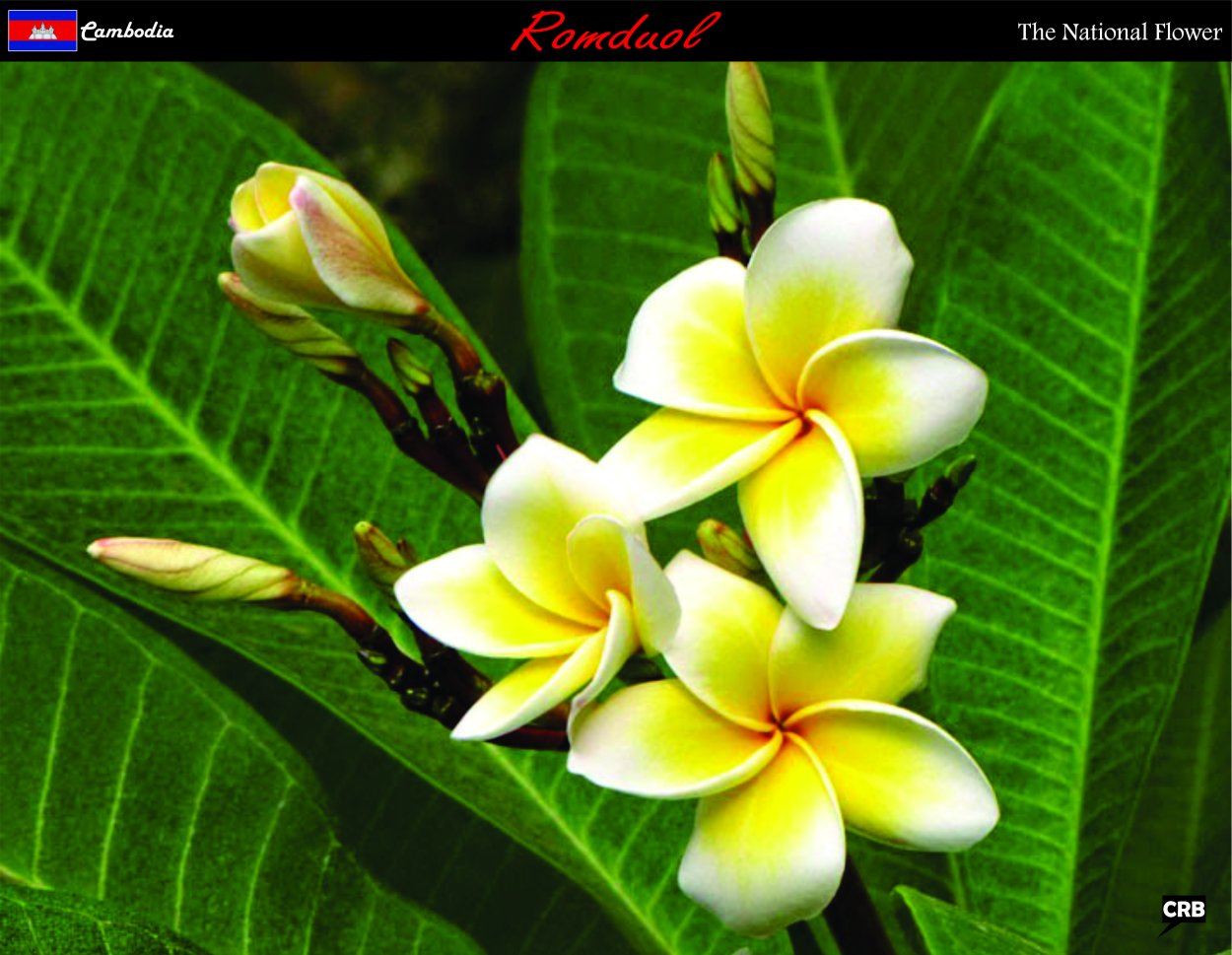 Чампака Плюмерия