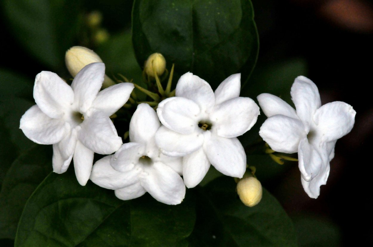 Цветок жасмина Jasminum