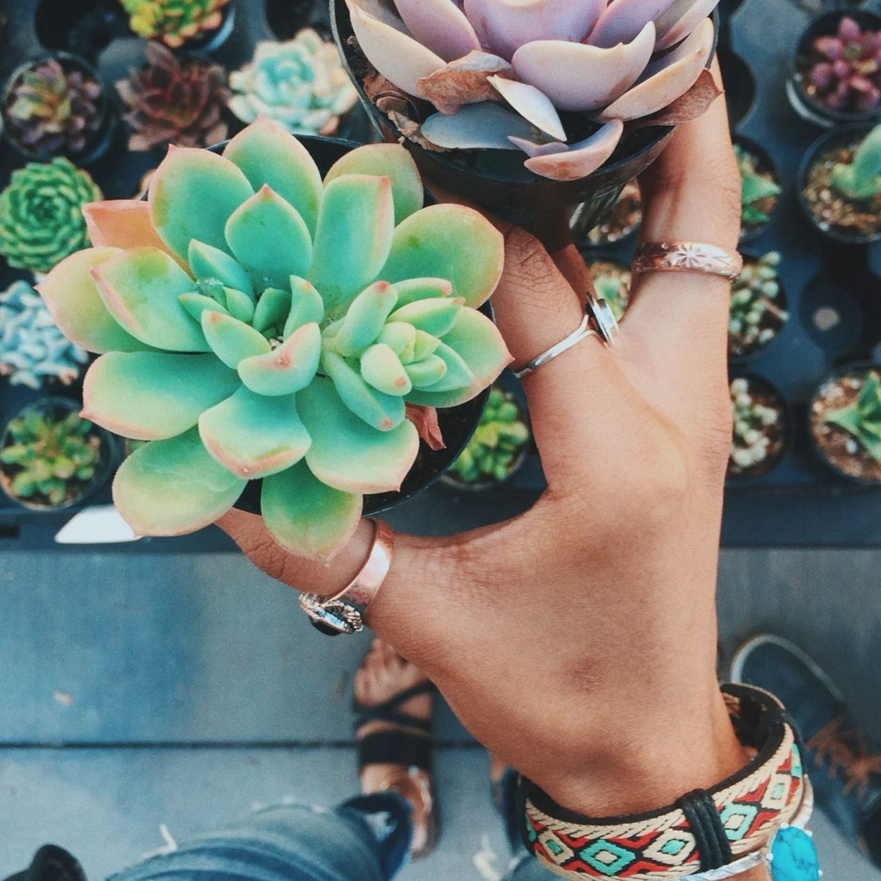 Популярные цветы