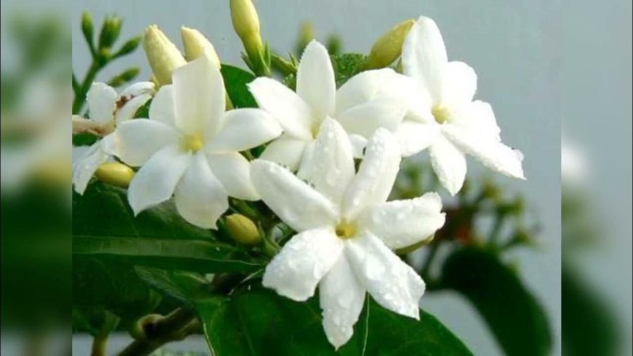 Жасмин Гули