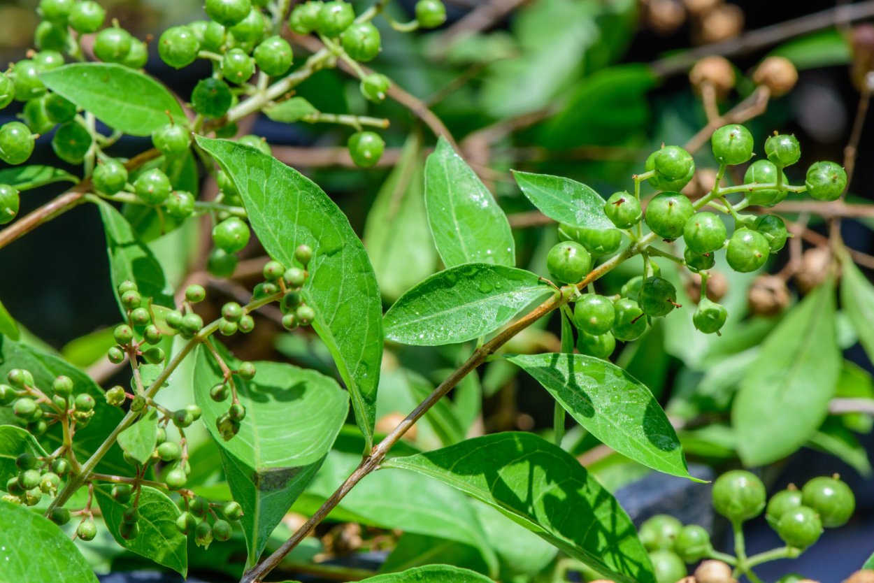 Лавсония хна