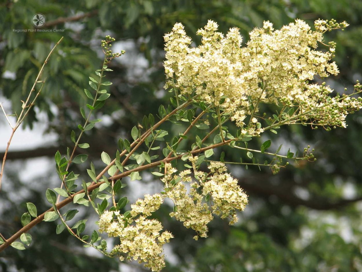 Бальзамин Кэтрин
