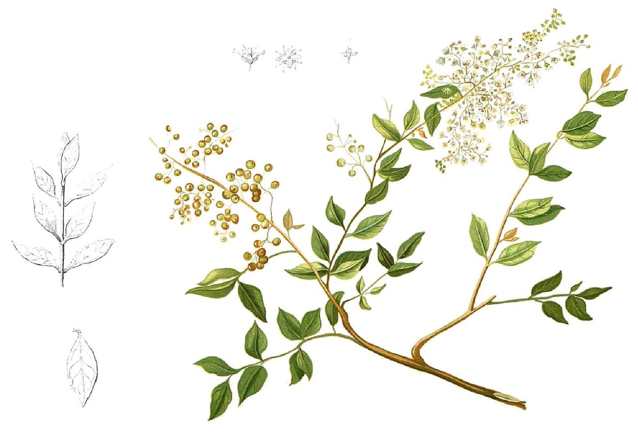 Хна (Lawsonia inermis)