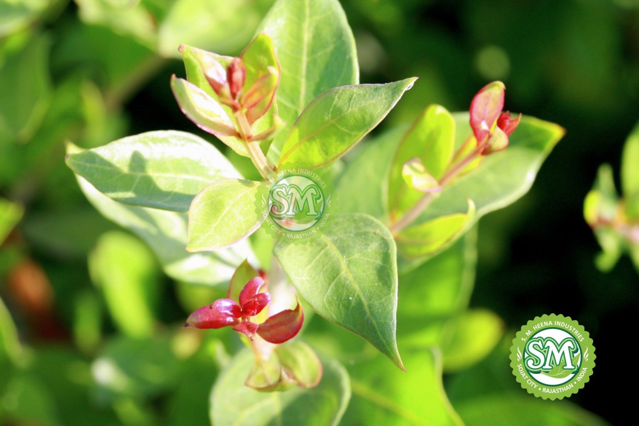 Лавсония неколючая