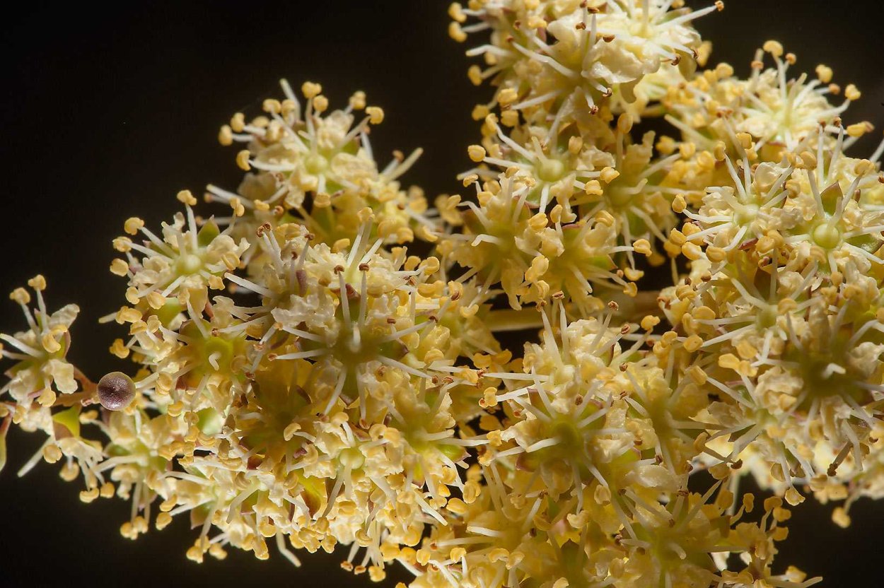 Лавсония хна растение