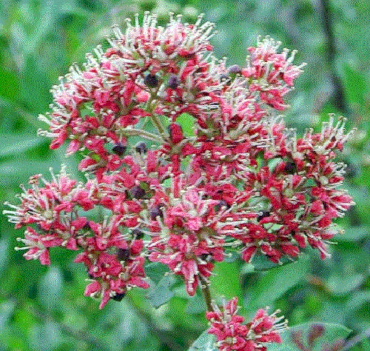 Хна (Lawsonia inermis)