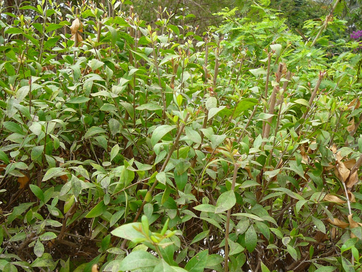 Растение Lawsonia inermis