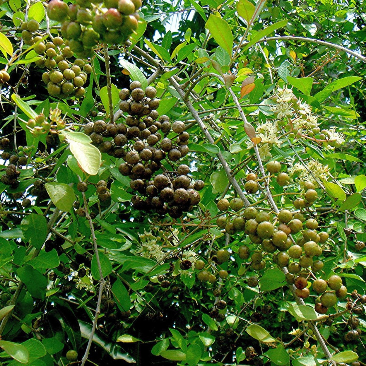 Многотычиночник красный