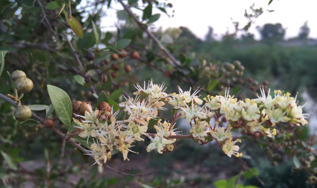 Бальзамин садовый Камелия