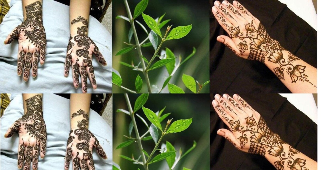 Хна растет