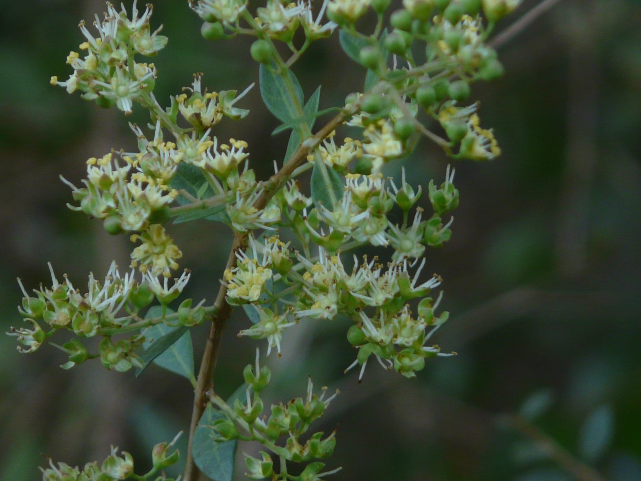 Хна (Lawsonia inermis)